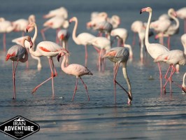 Top places for bird watching in Iran